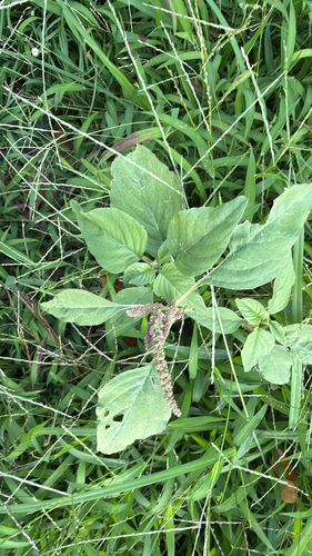 Amaranthus viridis observed 2026-04-05