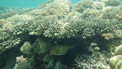 Ostracion cubicum