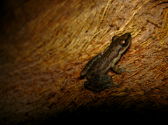 Scinax staufferi