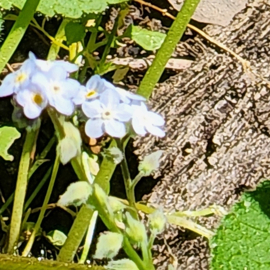 Broadleaf Forget-Me-Not (Myosotis latifolia)