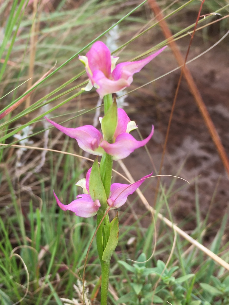 Disperis oxyglossa