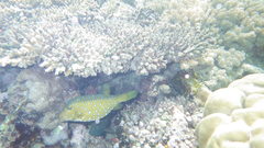 Ostracion cubicum