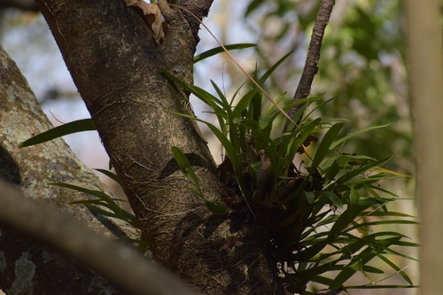 Prosthechea pterocarpa, photograph 3