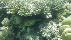 Ostracion cubicum