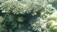 Ostracion cubicum