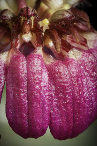 Corolla Bulbophyllum