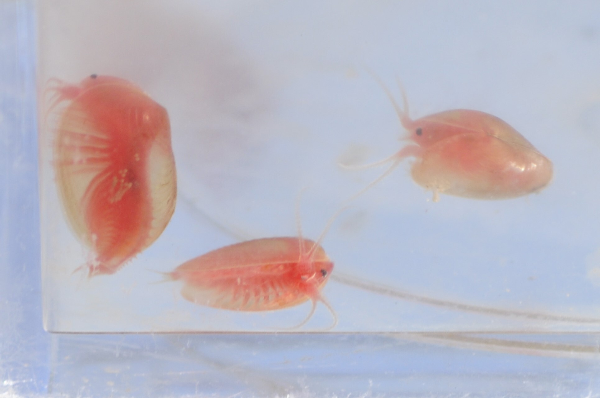 Cyzicus californicus (Packard, 1874)