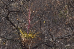 Tillandsia makoyana