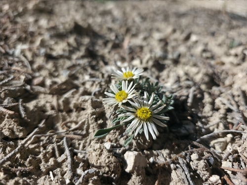 Townsendia jonesii var. jonesii