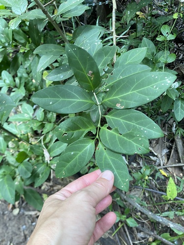 Turkeyberry (Canthium inerme)