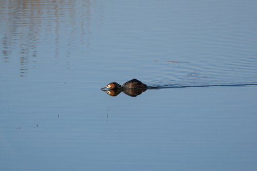 Great Crested Grebe