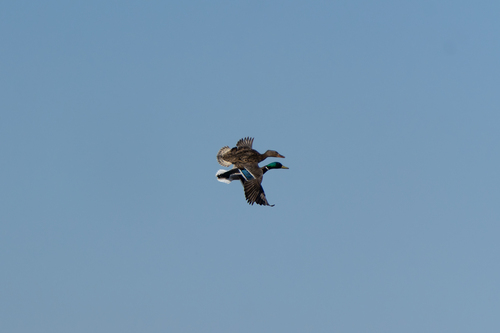 Mallard