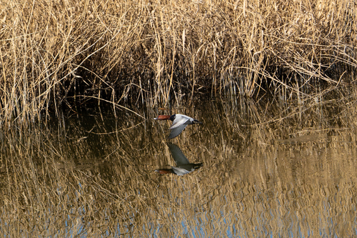 Common Pochard