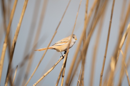 Bearded Reedling