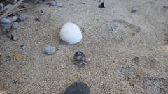 Coenobita