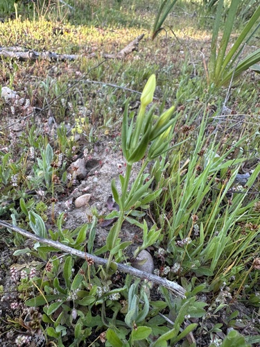 Yellow Centaury (Centaurium maritimum)