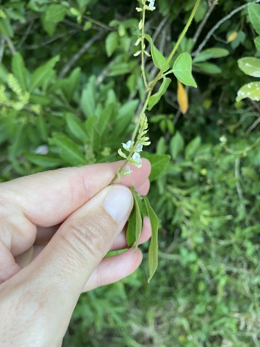 Perennial Soybean (Neonotonia wightii)