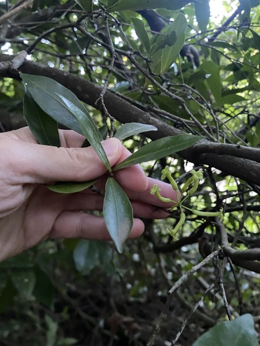 Cordtree (Peddiea africana)