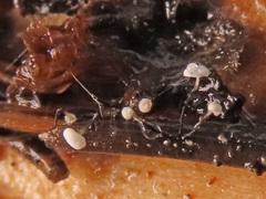 Antinoa juniperinella