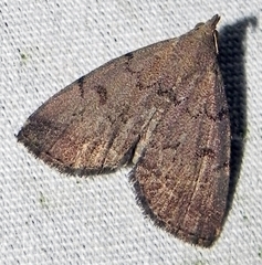 Zanclognatha martha