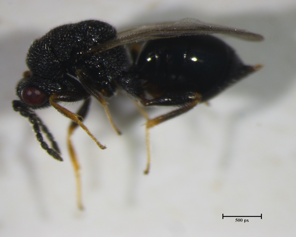Eurytoma longavena