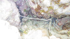 Palinuridae