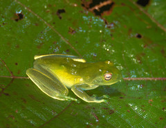 Boophis luteus
