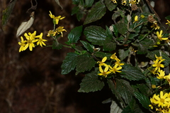 Senecio bombayensis