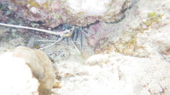 Palinuridae