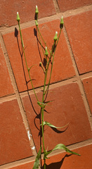 Lactuca