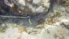 Palinuridae