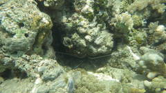 Palinuridae