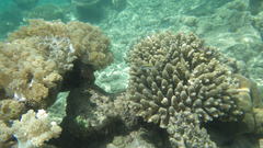 Paracirrhites forsteri