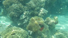 Paracirrhites forsteri