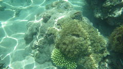 Paracirrhites forsteri