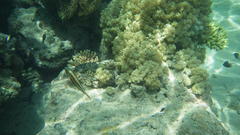 Paracirrhites forsteri