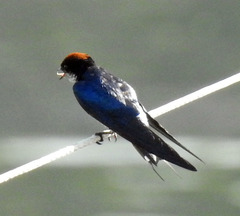 Hirundo smithii
