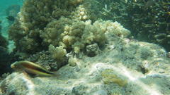 Paracirrhites forsteri