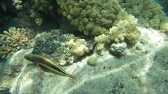 Paracirrhites forsteri
