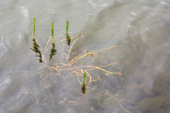 Potamogeton praelongus