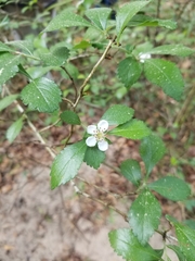 Crataegus viridis
