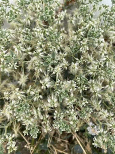 Cometes surattensis