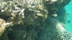 Paracirrhites forsteri