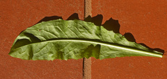 Lactuca