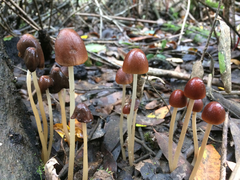 Psathyrella atrospora