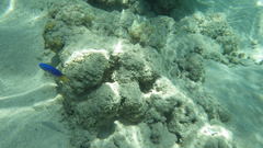 Pomacentrus caeruleus