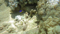 Pomacentrus caeruleus