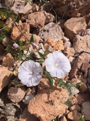 Jacquemontia pringlei