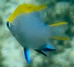 Neoglyphidodon melas