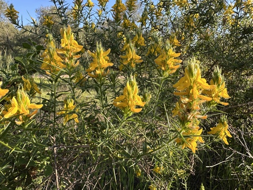 Genista hirsuta (Genista hirsuta)